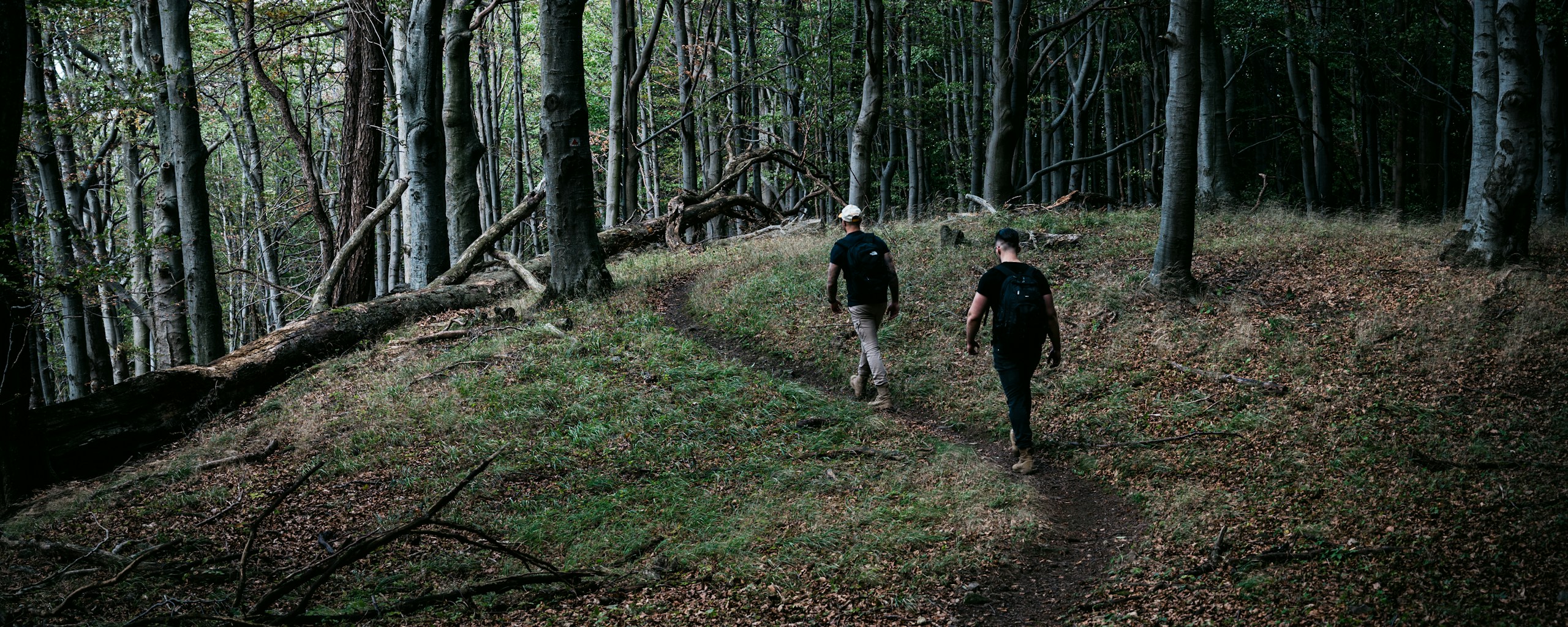 Two people walking together along a tree-lined path